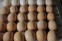 FRESH WHITE/BROWN CHICKEN EGGS