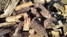 Kiln Dried Beech Firewood