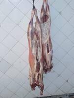Halal Fresh and Frozen Goat , Lamb , Meat Carcass