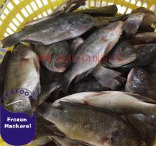 frozen black tilapia fish whole round size 200-300 for sale