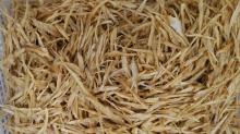 frozen dried pollack silk
