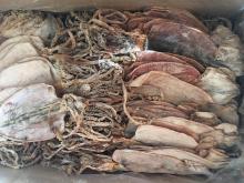  dried   squid  Tordarodes Pacificus