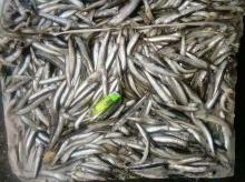  frozen   anchovy  wholefeed fish