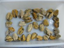 frozen cooked mussel meat