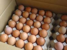 fresh  chiken  eggs