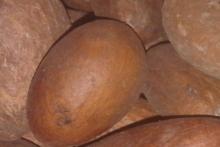 GRACINIA BITTER KOLA
