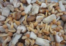Frozen  mixed   mushroom 
