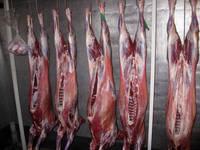  Halal  Fresh / Chilled / Frozen  Goat  Carcass, Sheep,  Mutton , Beef, Bufallo for sale