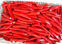 iqf frozen red chilli