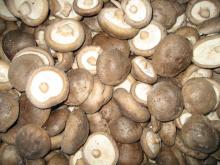Competitive  Frozen   Shiitake  mushroom