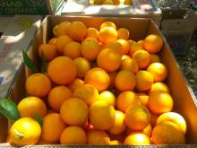 Fresh Sweet Naval and Valencia Oranges
