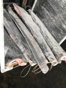 frozen sailfish hgt 10kg up