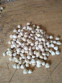 Clean best Quality Candlenuts