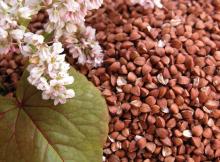 Buckwheat DAP China