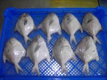 Frozen Silver pomfret Chinese pomfret