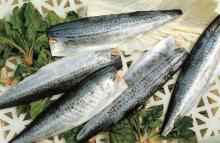  frozen   spanish   mackerel   fillet 