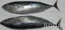 Sea Frozen Bonito Frigate Mackerel, Auxis Thazard