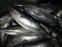 Frozen at sea Bonito Frigate Mackerel, Auxis Thazard