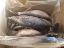 Sarda Orientalis Frozen Whole Round Striped Bonito Tuna Fish