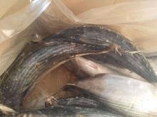 Frozen Whole Round Striped Bonito  Tuna  Fish Sarda Orientalis