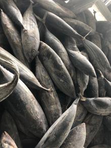 Copy of Frozen Whole Round Striped Bonito Tuna Fish Sarda Orientalis