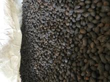 Wholesale Saw palmetto extract powder&oil, fatty acid