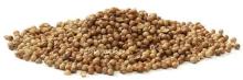 Coriander