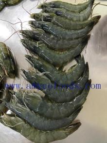 Good taste  frozen   Vannamei   shrimp  with high quality