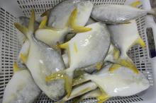  Frozen   Golden   Pompano  high quality and competitive price