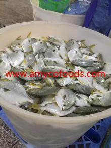 High quality frozen Golden Pompano with competitive price