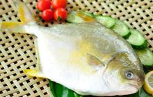 IQF Golden Pompano with high quality and low price