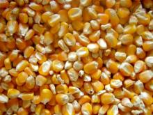 Dried Yellow Corn for Animal Feed / Dried Yellow Maize for Animal Feed
