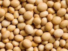 Gmo Dried Soy Beans , SoyaBean s, Organic  SoyaBean s