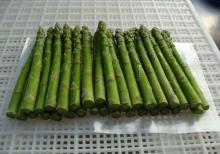 IQF green asparagus