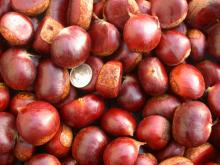 Chestnut / Chestnut Kernel / Chestnut Supplier / Chestnut Supplier /Chestnut Price