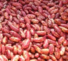  Red   Kidney   Bean s (  Red   Bean s ) and  Dark   Red   Kidney   Bean s for sale