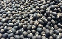 BLACK MATPE BEANS / Black Matpe Beans for Sale New Crop/Organic Black Matpe Beans