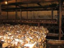 GIANT AFRICAN SNAILS