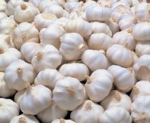 Fresh Normal White Garlic (10kg/Mesh Bag)