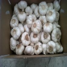 New Crop 5cm-6.5cm pure white and normal white fresh garlic