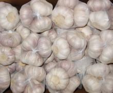 Fresh Natural Pure White Garlic Wholesale