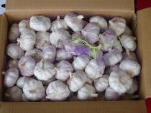 Fresh Pure White Garlic For Sale