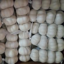 2018 crop fresh pure white garlic