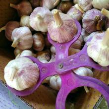 Pure White Garlic .Normal White Garlic