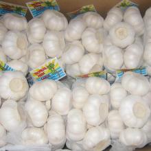 Fresh Garlic from Farm for sale