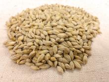 Barley