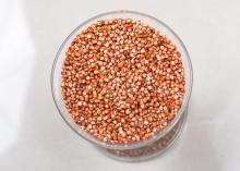 Sorghum