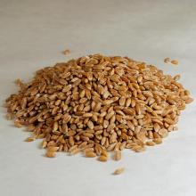 Spelt