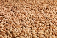 Wheat
