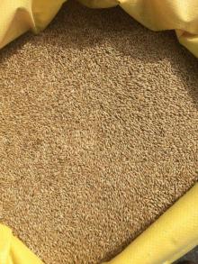 Canary Seeds